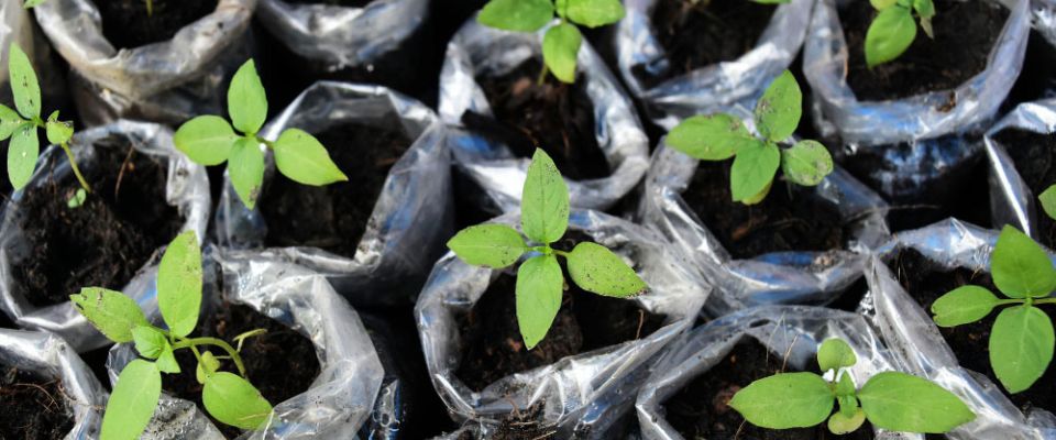 plants in horticultural bags