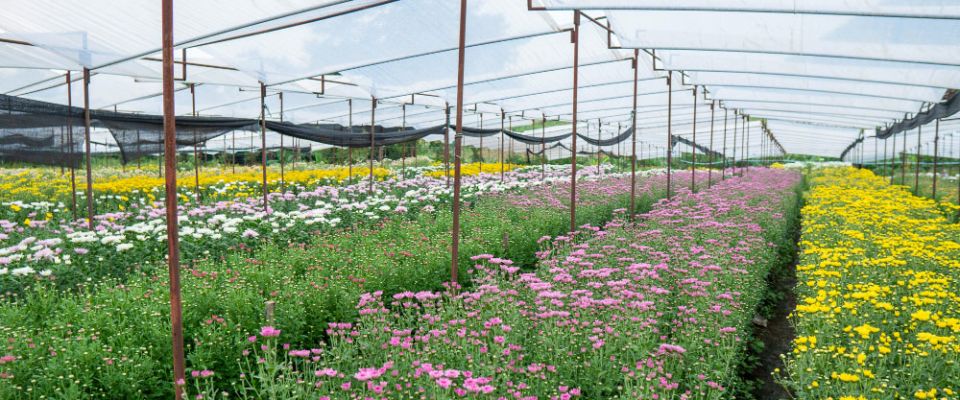 plants growing under polytunnel