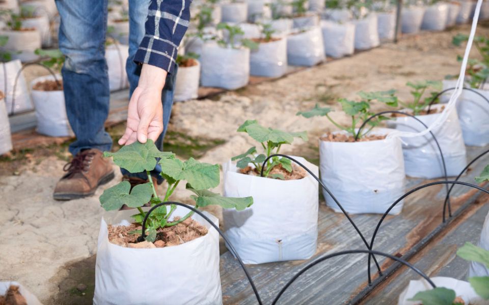 Horticultural Bags