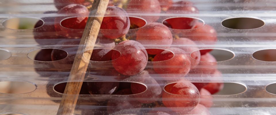 Red grapes with ventilated film wrap
