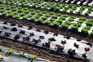 Mulch film
