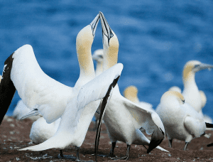 Gannets